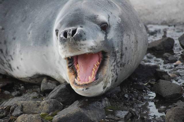 Novel Research Project Uncovers Details About Mysterious Leopard Seals 