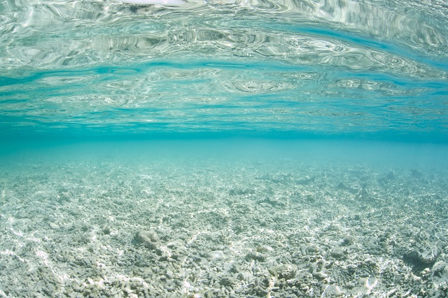 Effects of Increasing CO2 Levels on Coral Reefs