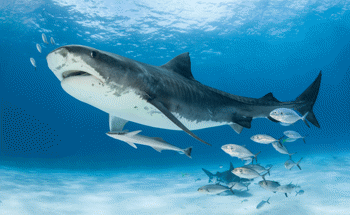 Save Our Seas Foundation Joins Shark Conservation Fund to Save Sharks and Secure Healthy Oceans